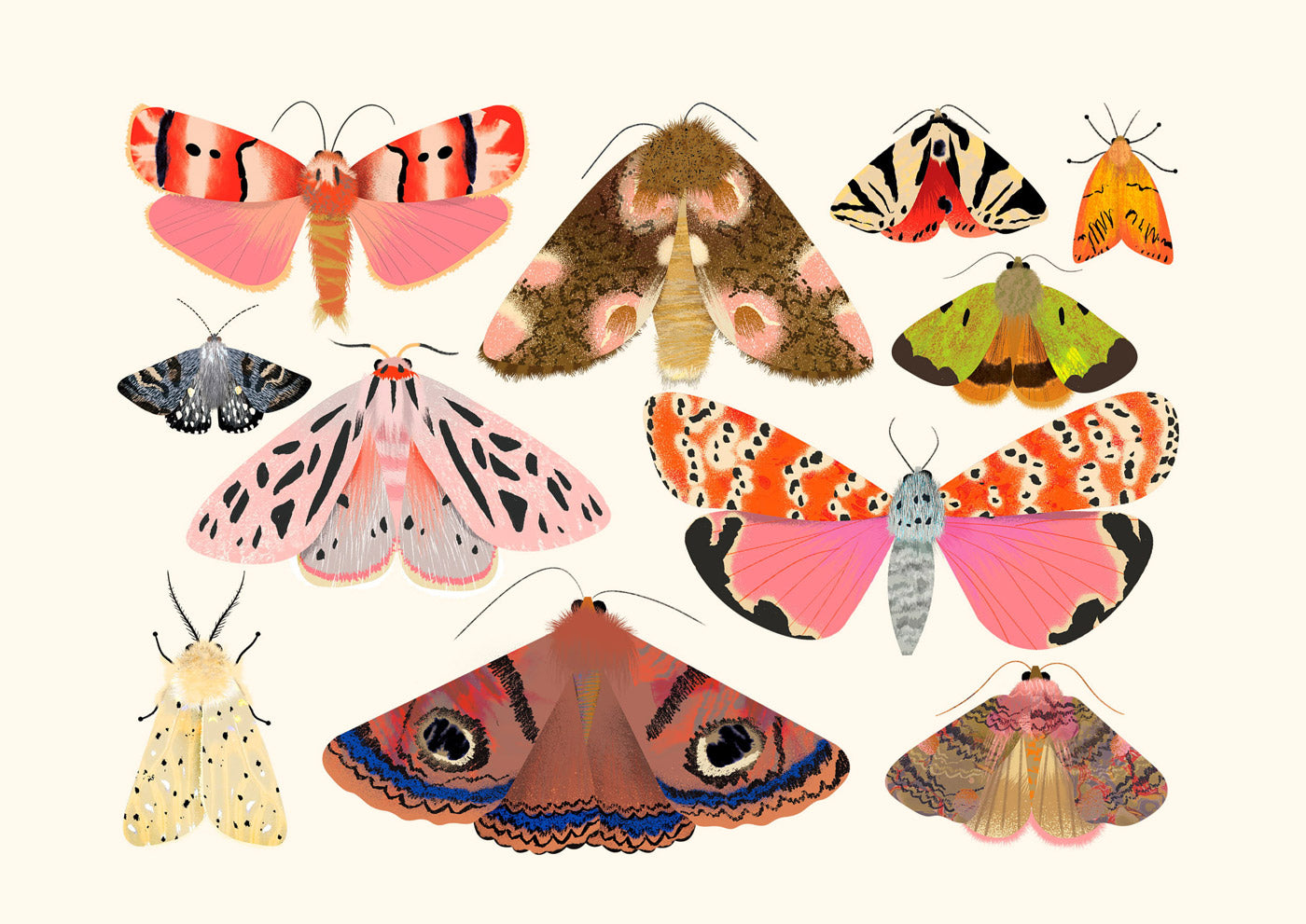 Moth Collection 2 | XL Postcard