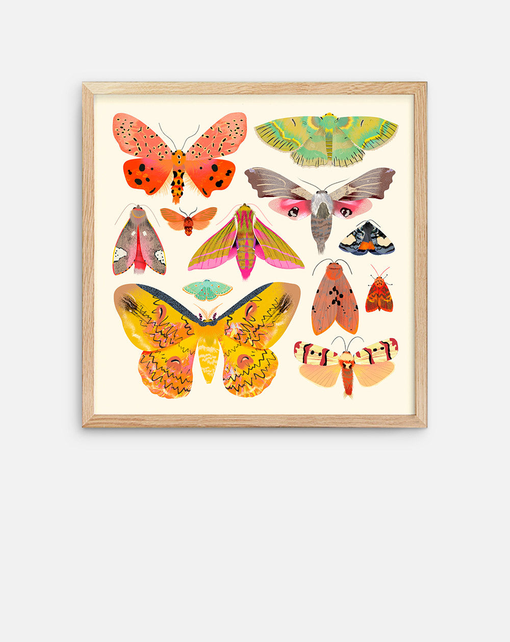 Moth Collection | Art Print