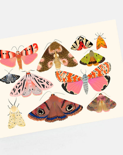 Moth Collection 2 | XL Postcard