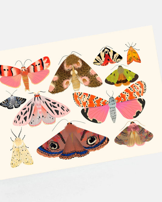 Moth Collection 2 | XL Postcard