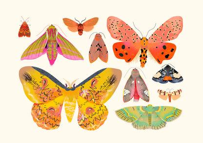 Moth Collection | XL Postcard
