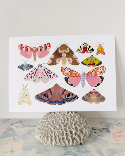Moth Collection 2 | XL Postcard